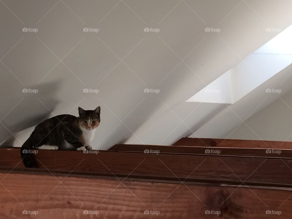 Tabby in the rafters