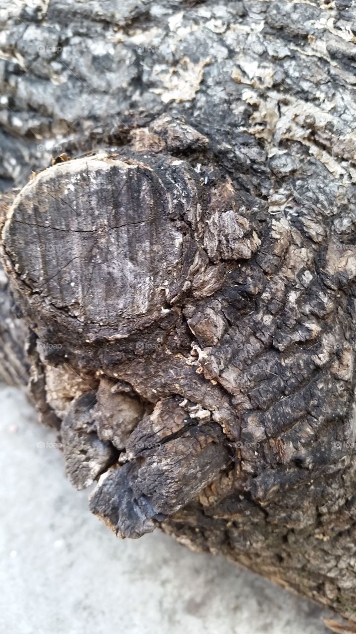 closeup of tree trunk log