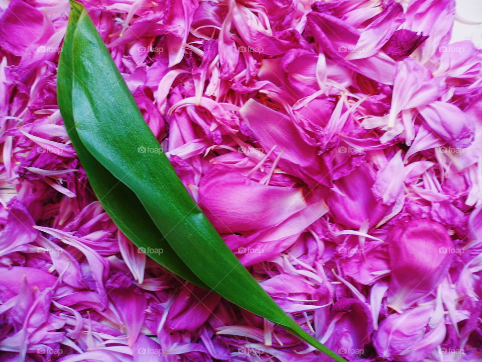 texture of peony petals and green leaf of peony, macro