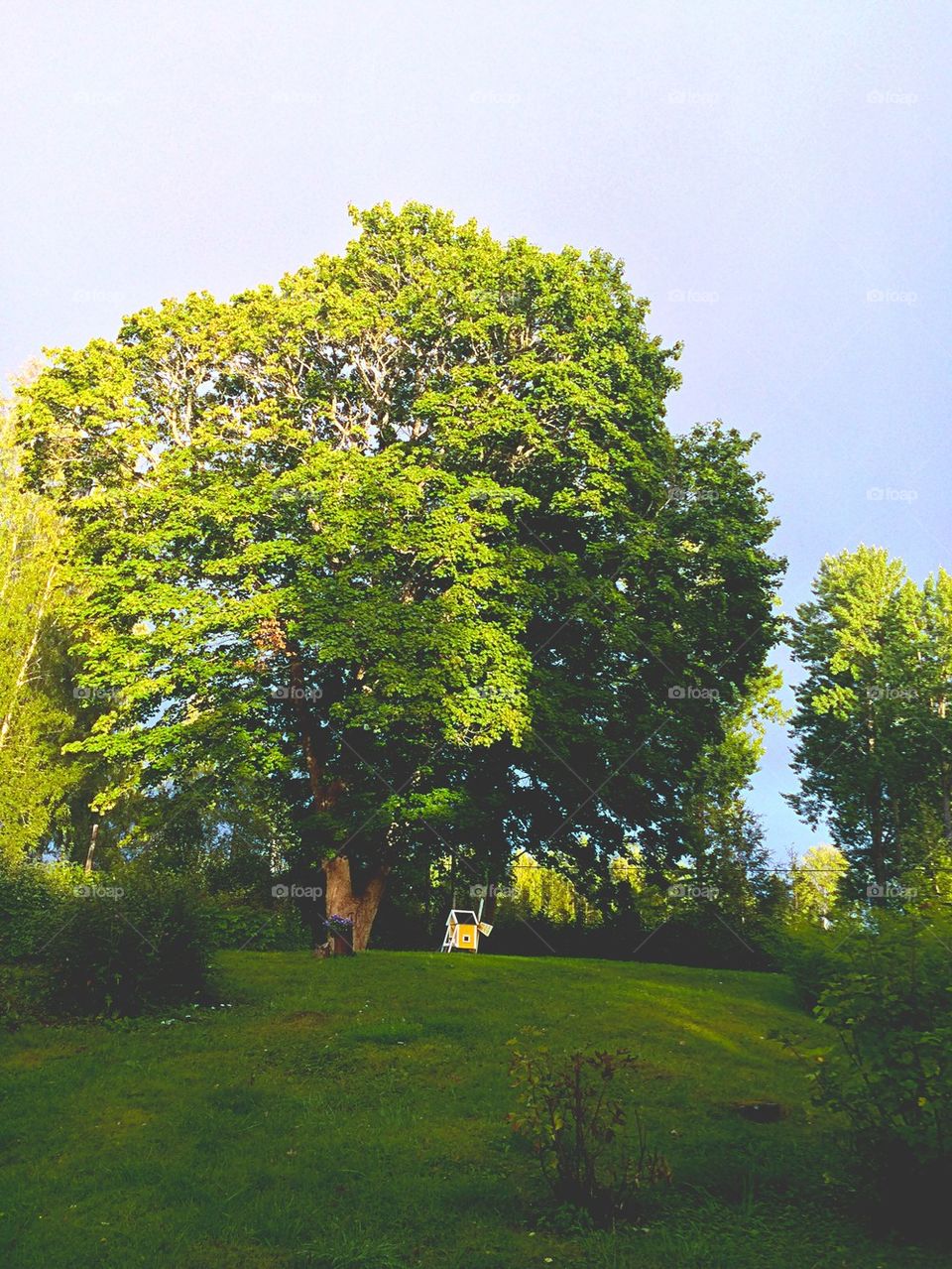 Our maple in the garden