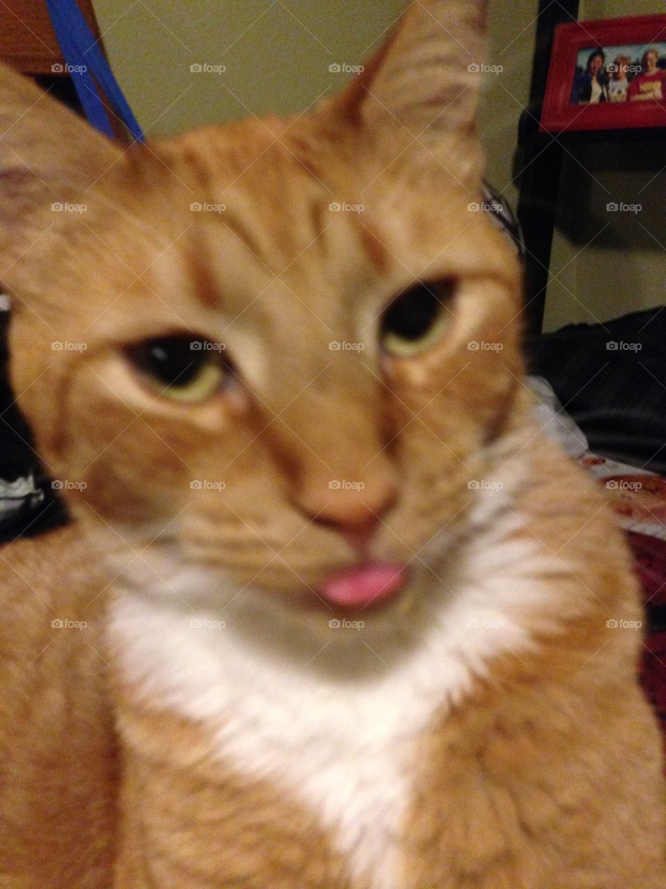 Kitty sticking his tongue out