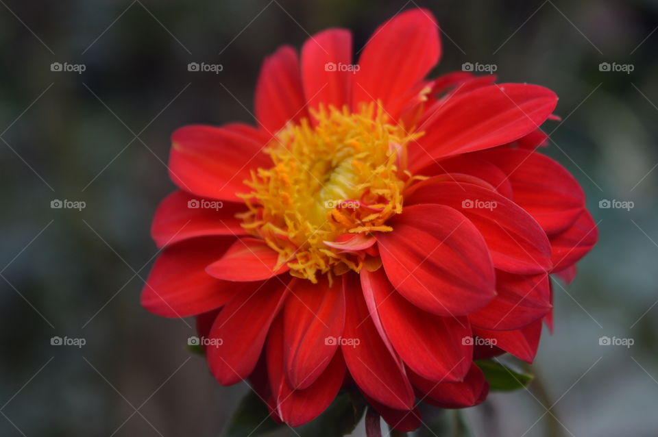 Dahlia,Colloquially is called as Dere flower is a popular flower during showers.