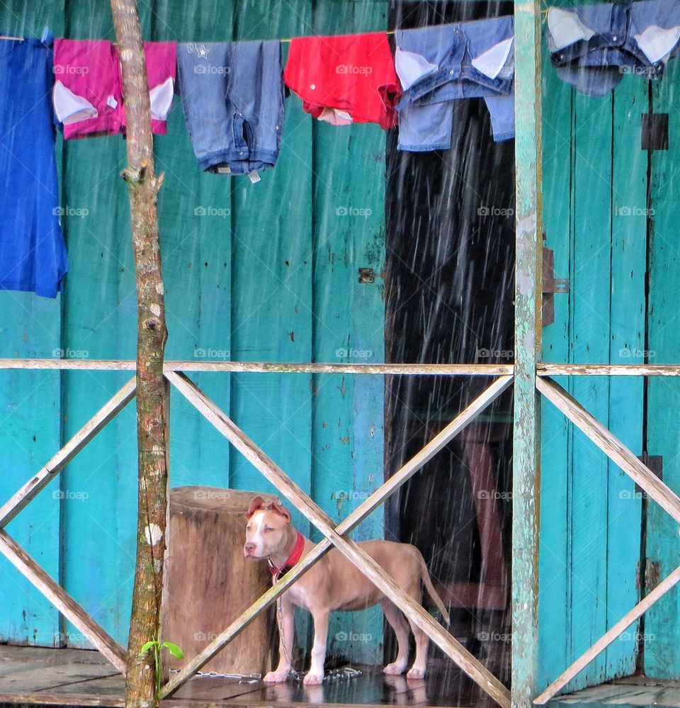 Raining cats 