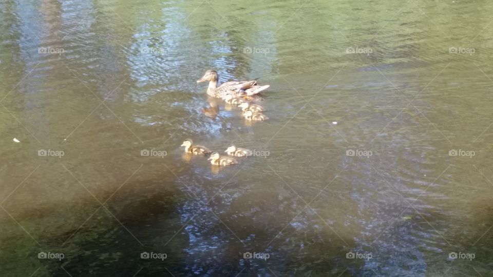 baby ducks with mom