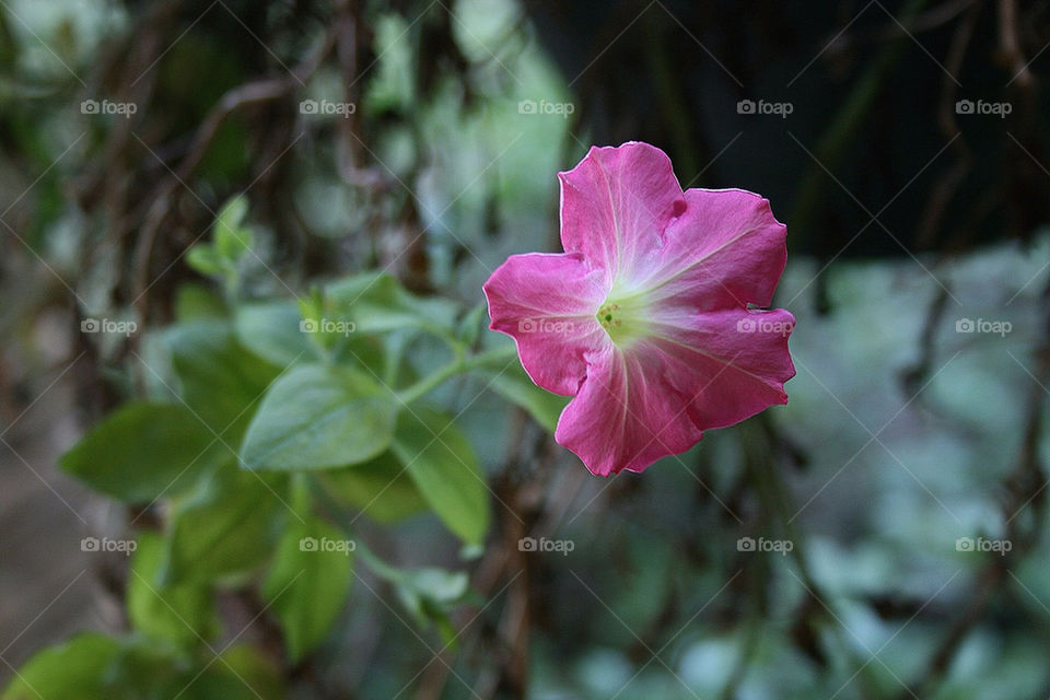 nature pretty pink flower by rnelius