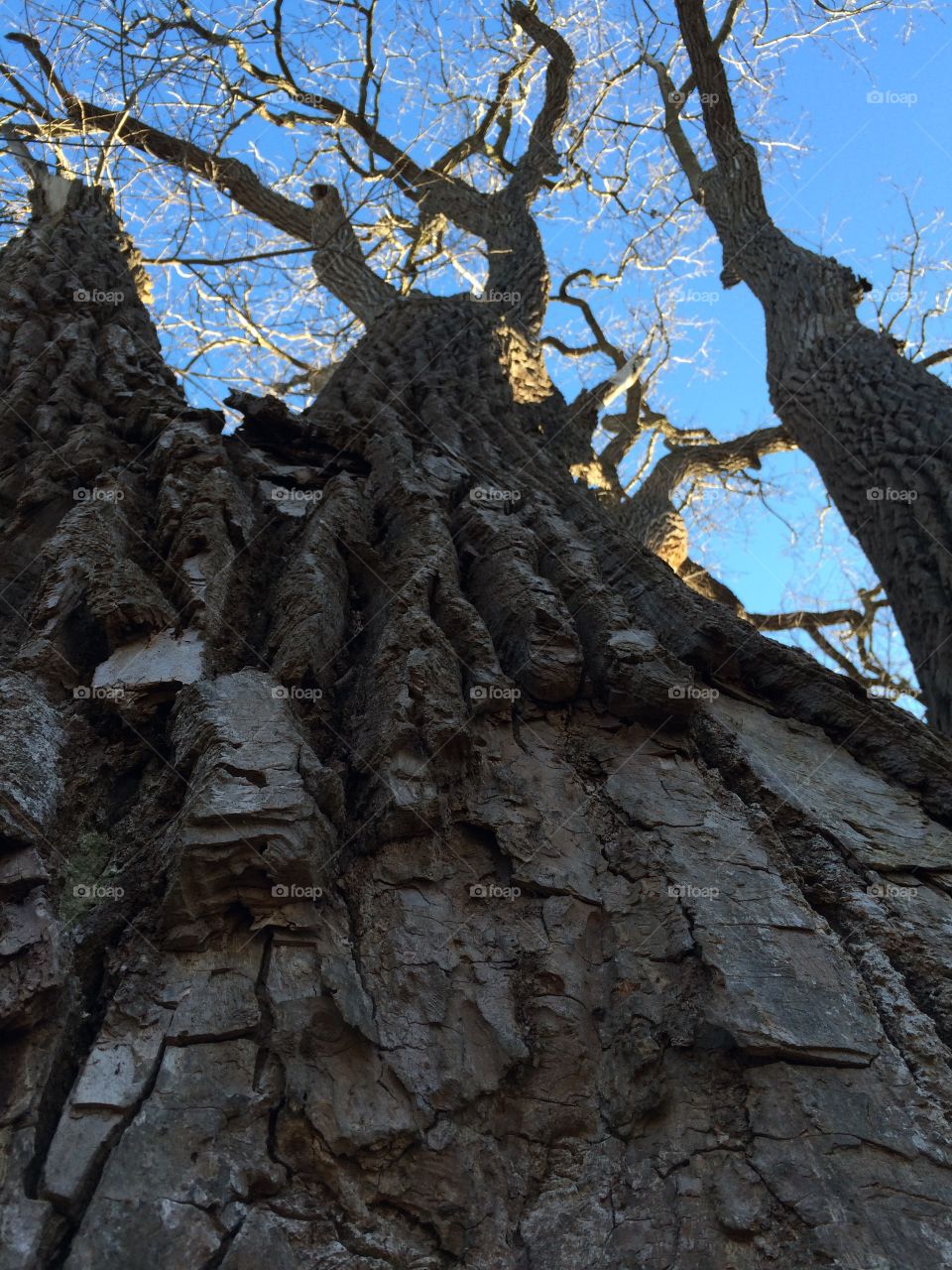 Barking up the wrong tree!