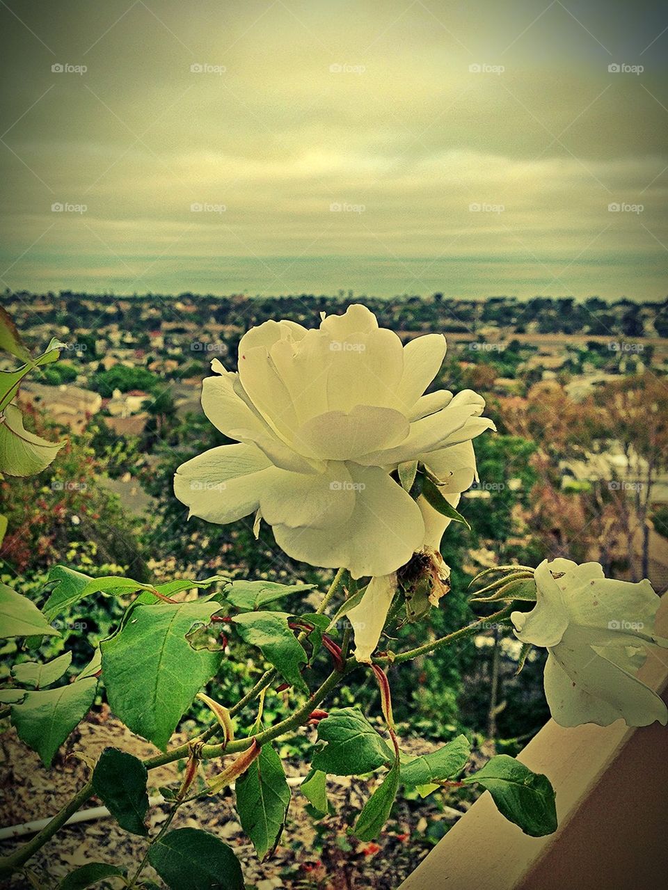 landscape ocean sky green by itsAus