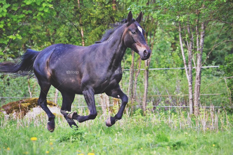 Horse running. A beautiful mare running 