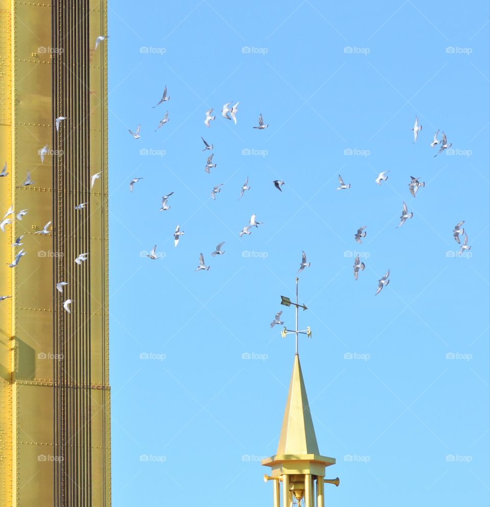 a flock of birds flying over a gold bridge on the riverfront in Sacramento California