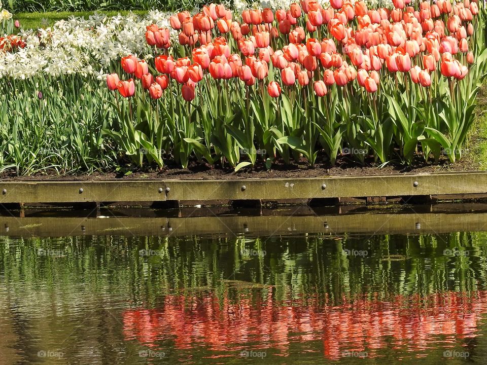 Tulips in reflection 