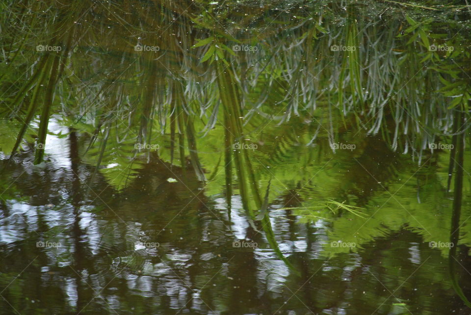 Reflection in the river