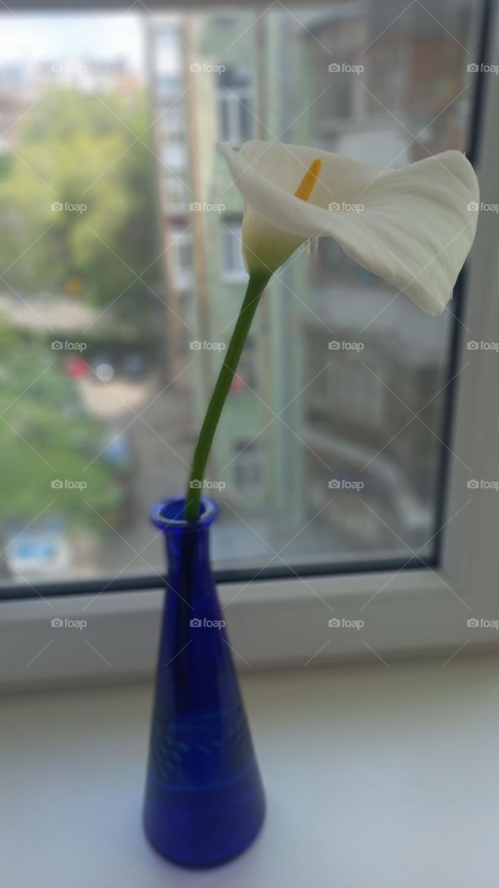 Flower in vase