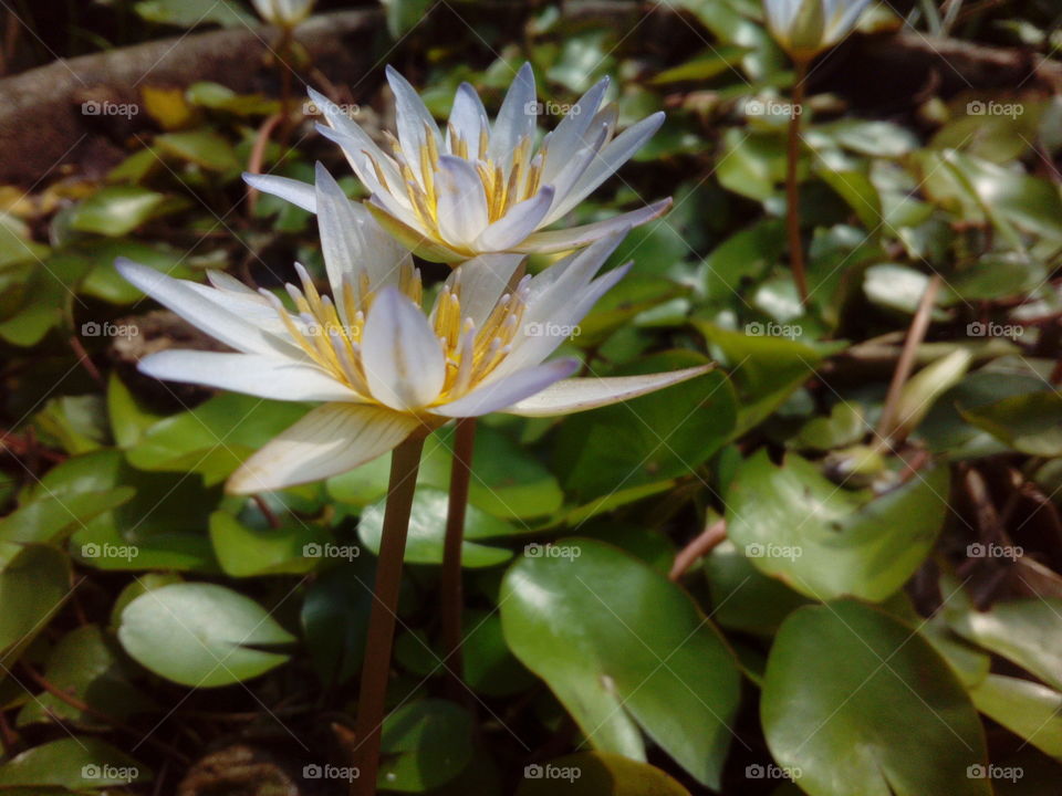 Water Lilly