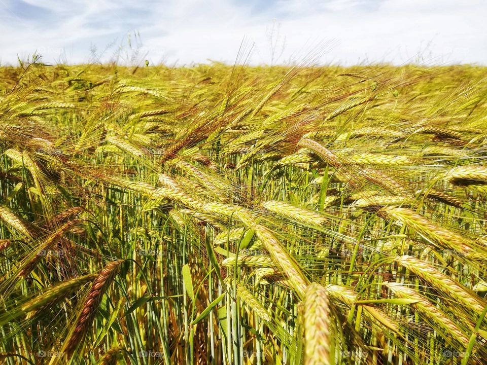 ears of corn photographed in a countryside field