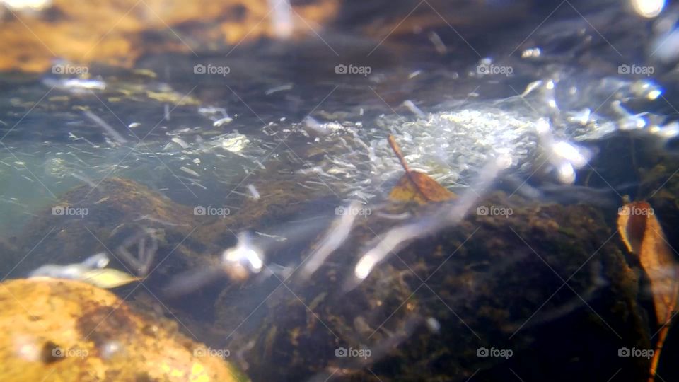 submersion photography