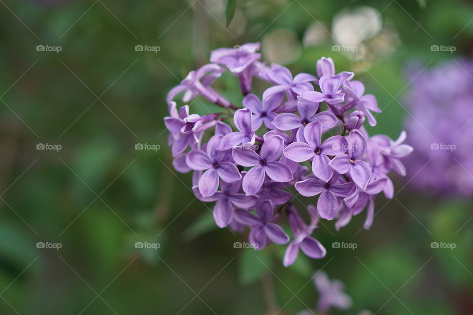 blossoming branch of lilac 