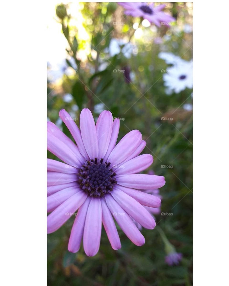 Roses and flowers in nature