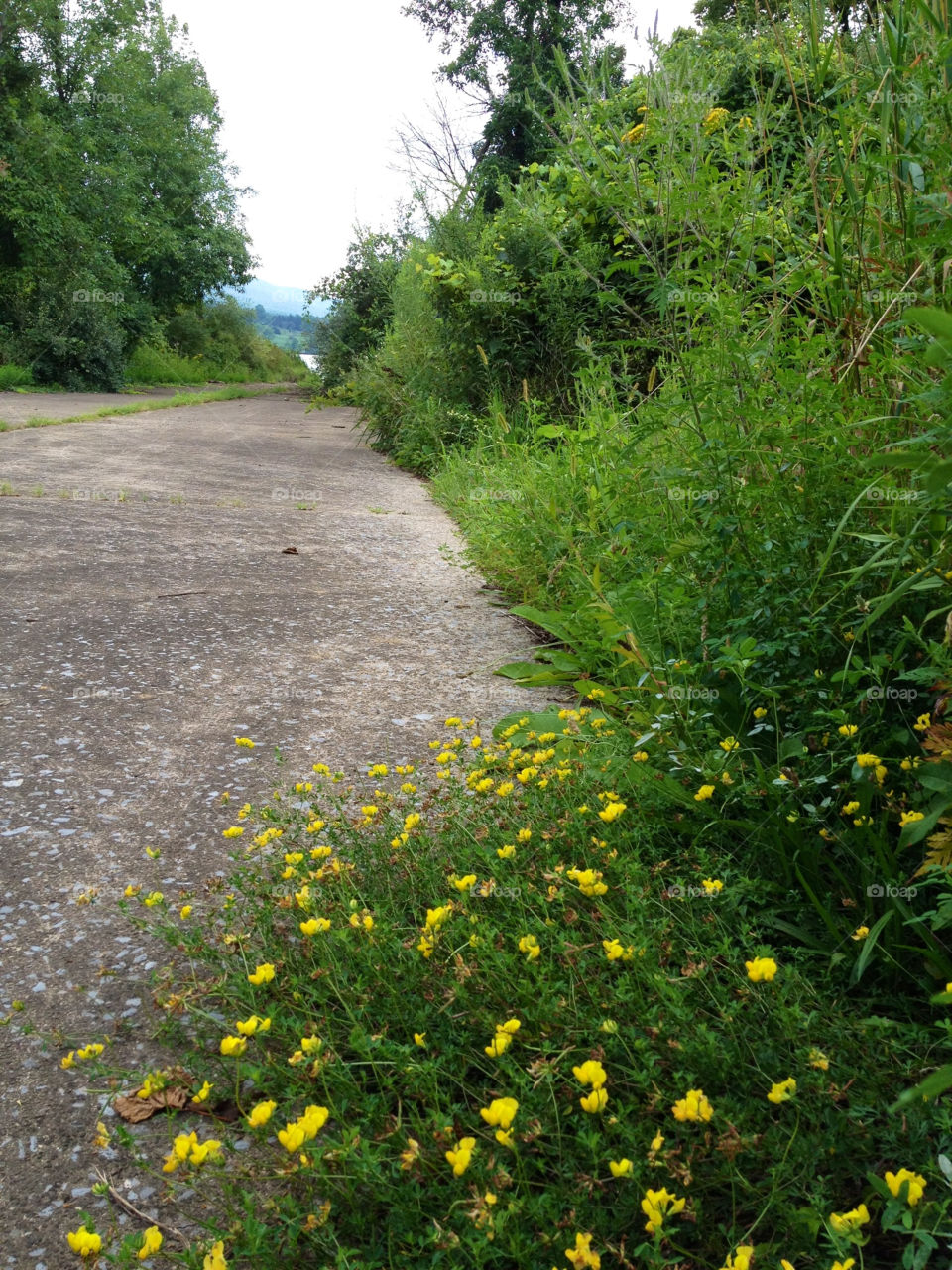 green flowers yellow path by 150