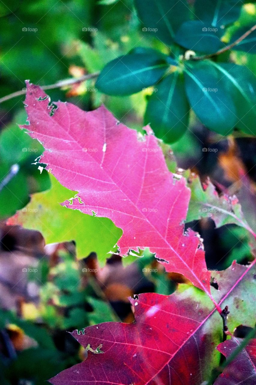 Autumn leaf