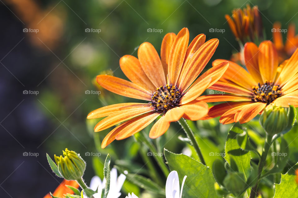 A portrait of an orange spannish daisy flower standing in the bright sunlight.