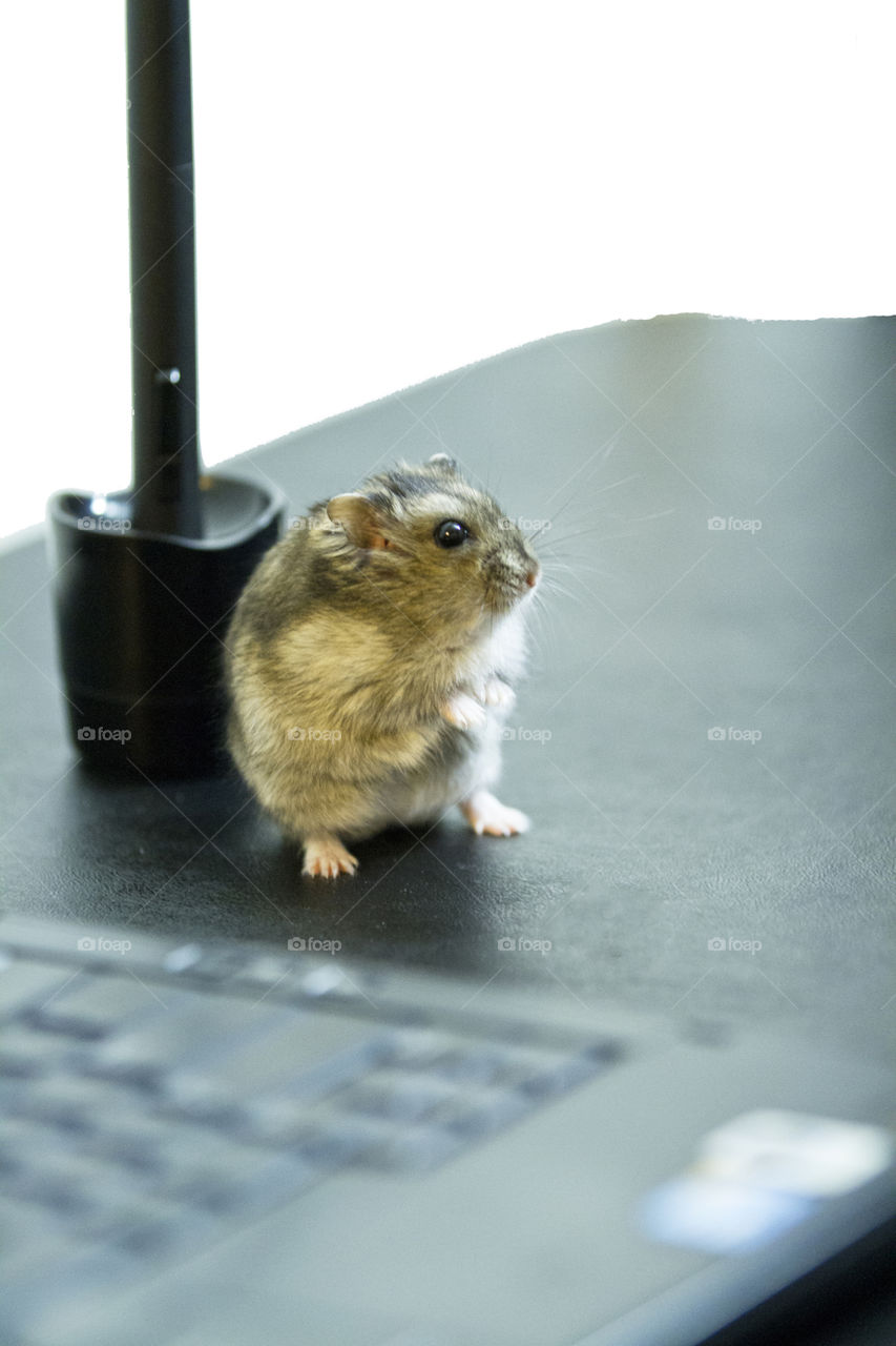 Close-up of rat standing on table