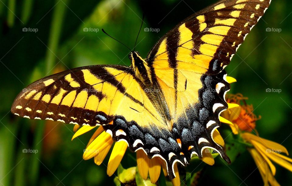 Butterfly pollinating yellow flower