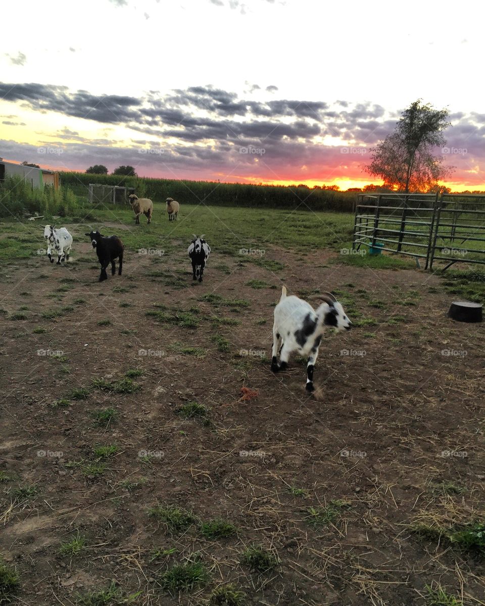 It's a goat evasion! That sunset though!