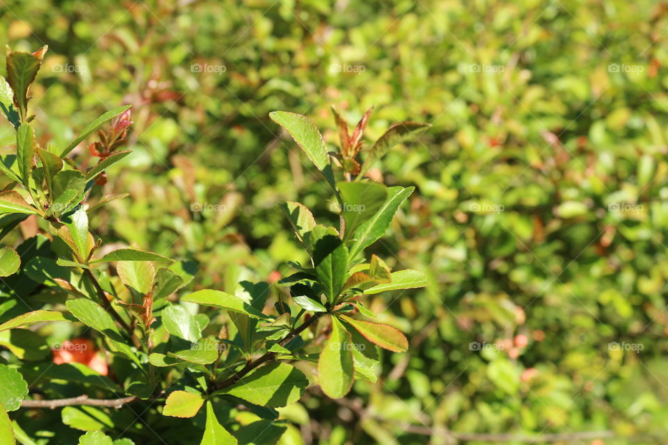 vegetation