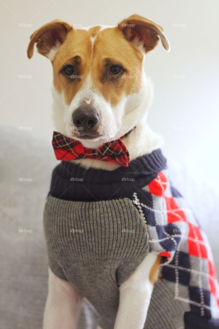 Dog in plaid sweater and bowtie on christmas