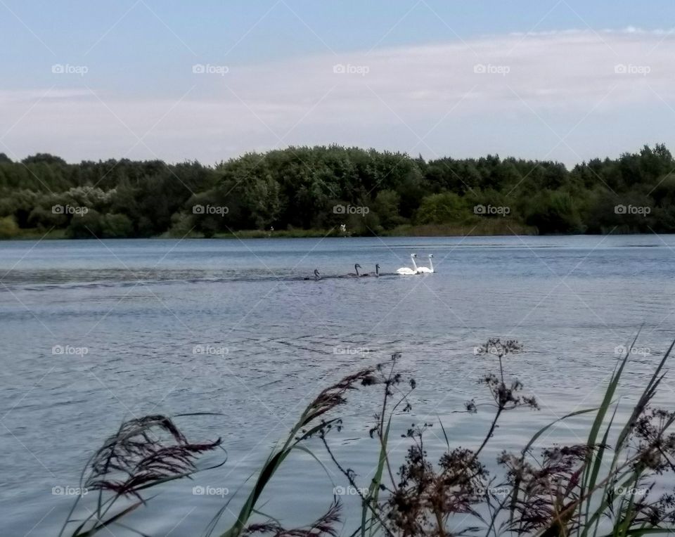 swans family on a lake summer landscape blue sky background