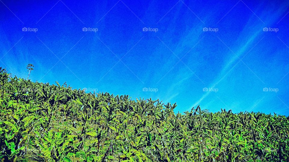 NATURE EDITION BEAUTY