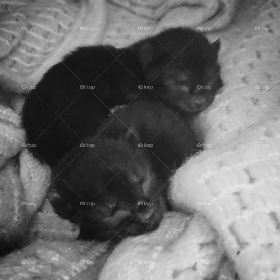 Premature kitten twins 