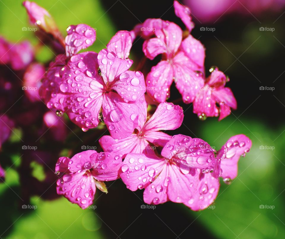 pink flower petals with water drops