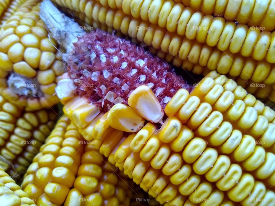 corn 🌽🌽 #2