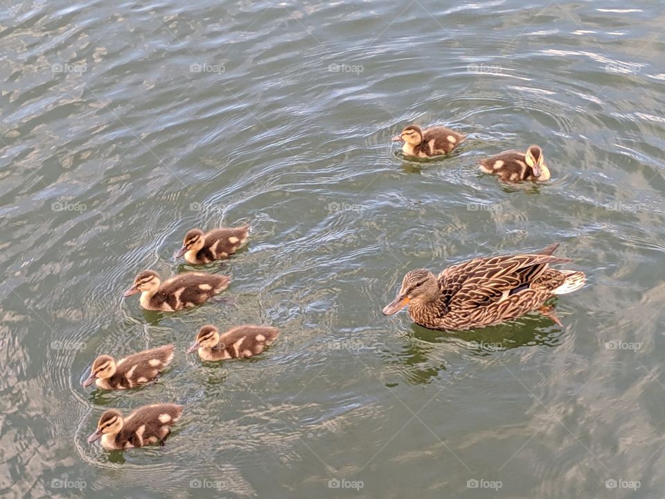 Baby Ducklings with their Mama Duck in Oquirrh Lake, Daybreak- South Jordan,Utah