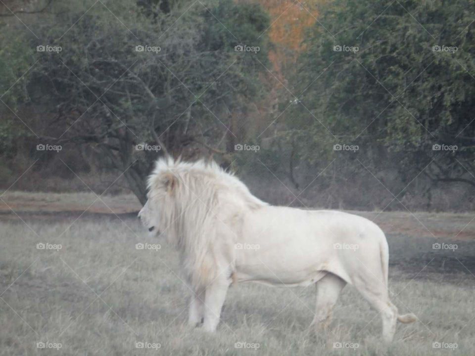 White Lion male of South Africa