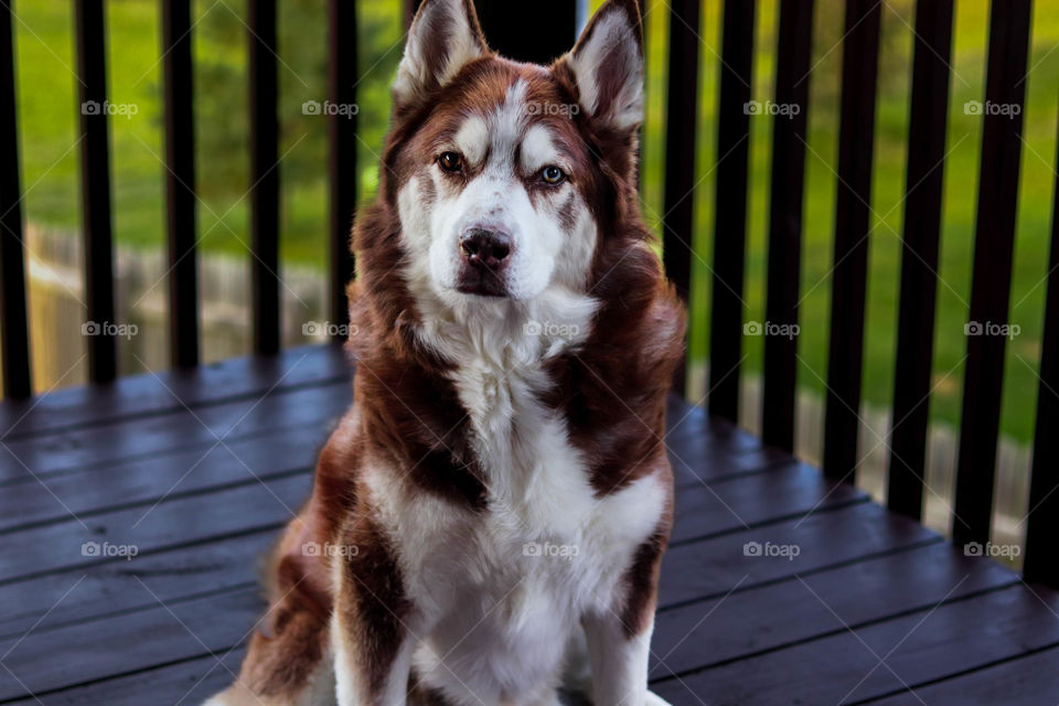 husky sitting down