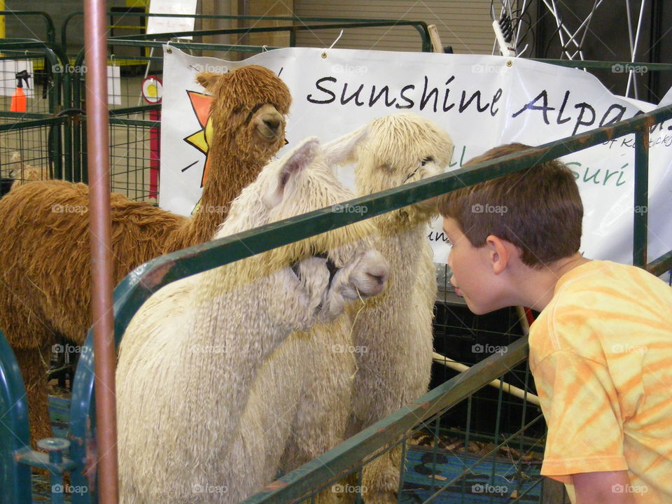 Boy with alpacas