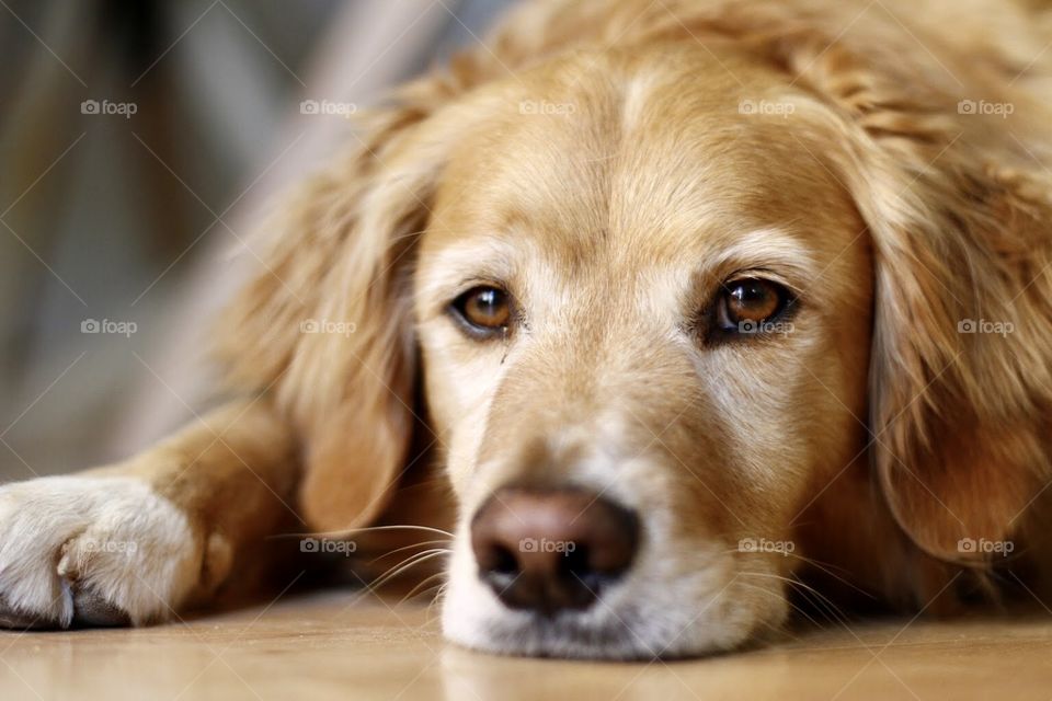 cute golden retriever