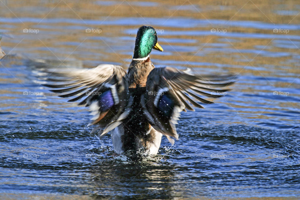 Close-up of flying over lake