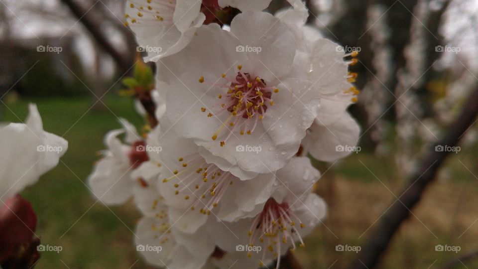 apricot blossom