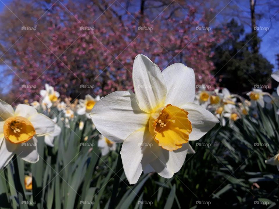Narcissus flower