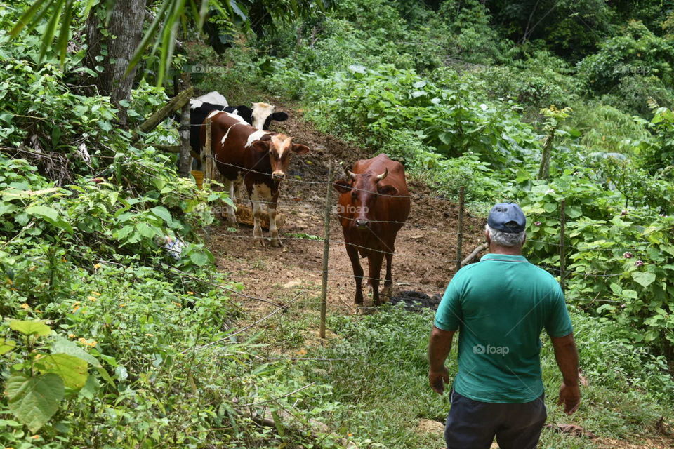 Farm life in Puerto Rico