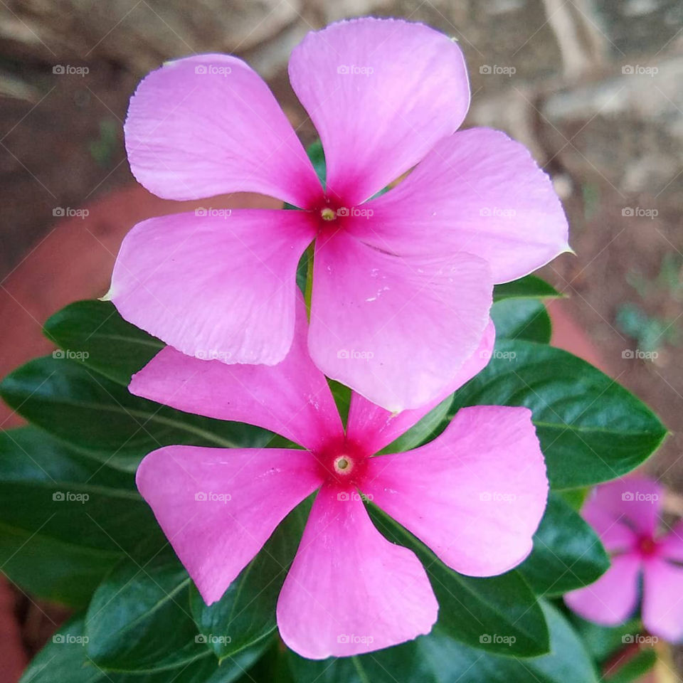 Beautiful Flowers on plant with violet ,purple and pink colour.