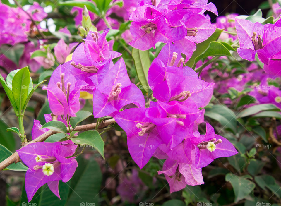 purple flowers on my trip to Nusa Lembongan Indonesia