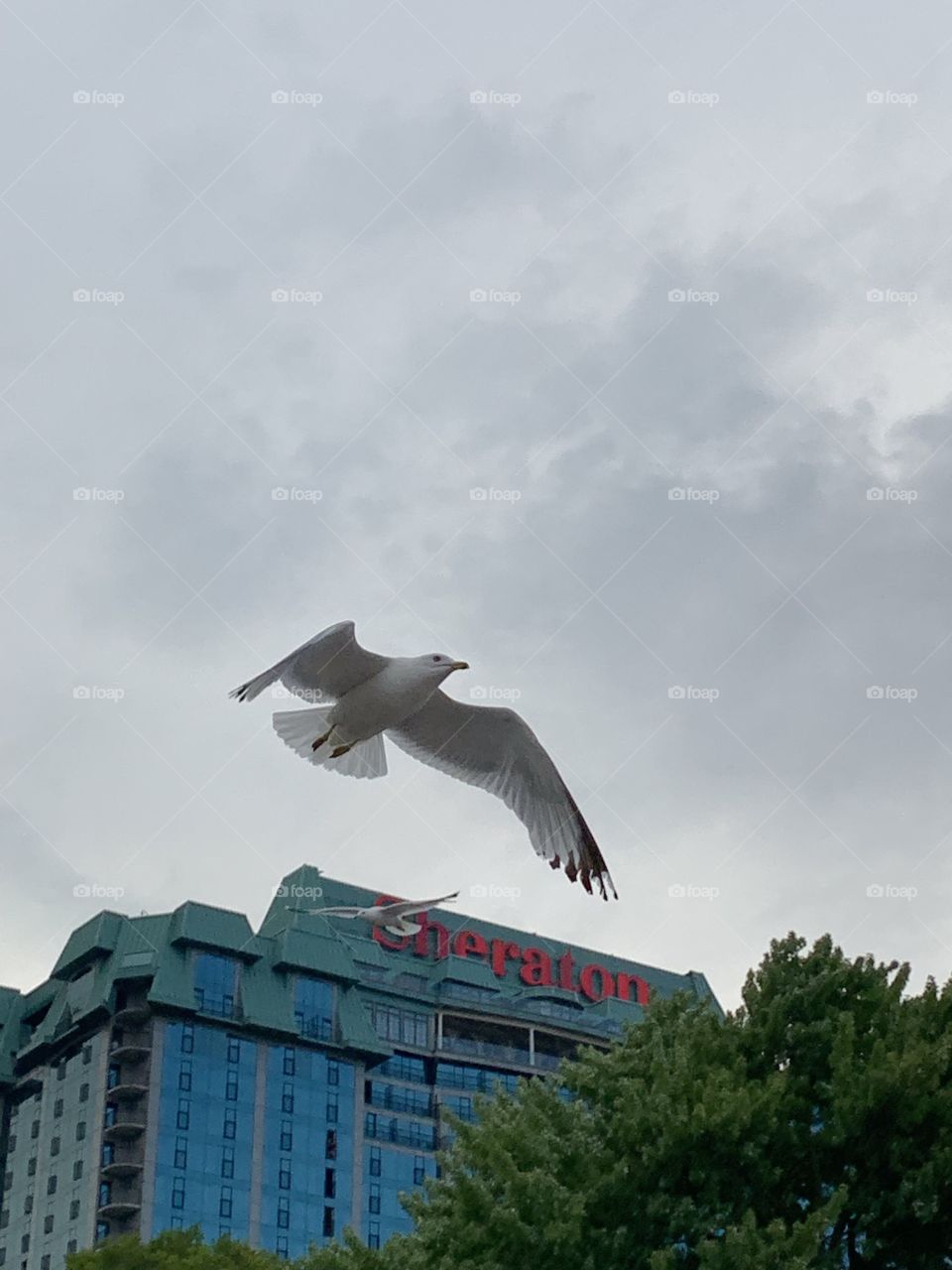 Seagul flying on cloudy sky. Adorable white bird. 