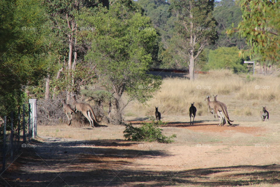 Kangaroos