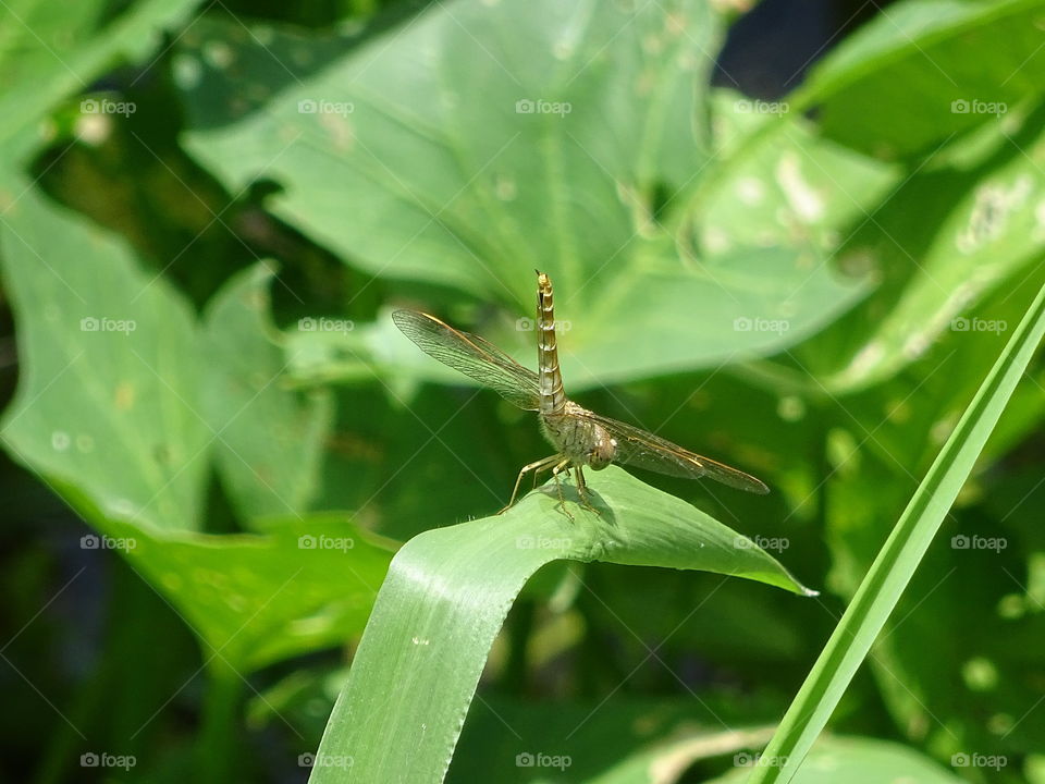 Dragonfly. Drogonfly on grass, riverside
