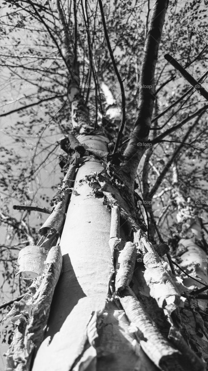 river birch tree