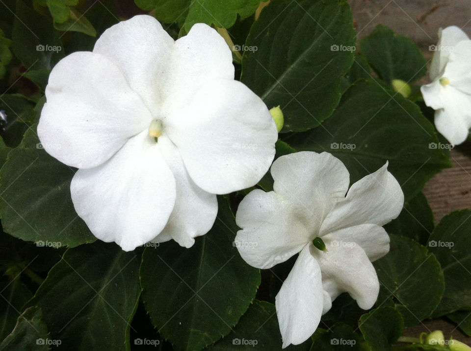 flower white impatiens by serenitykennedy